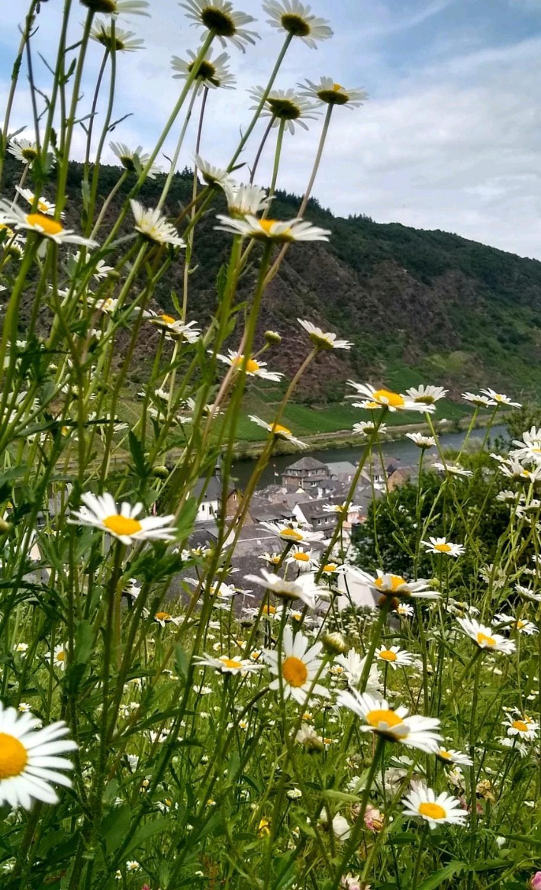 Ferienwohnung Lavendel Cochem Esterno foto